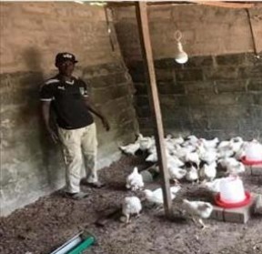 Brikama youth Lamin Jaiteh succeeding in poultry business - COVER IMAGE